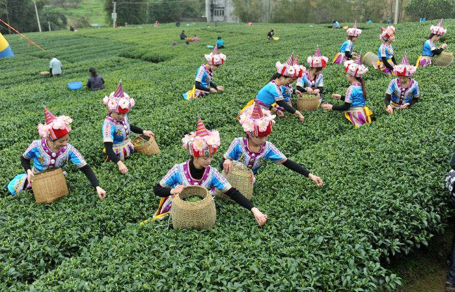 plucking-tea-leaves