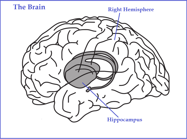 hippocampus-in-the-brain
